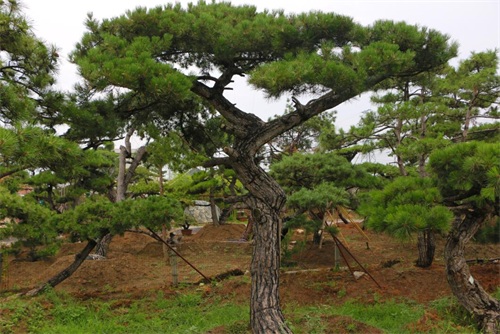 如何判斷造型松樹的健康狀況？